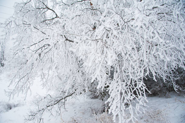 istock Winter trees in the snow 1057933122