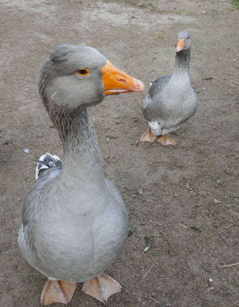 istock Three beautiful gray geese, close-up 1057939554