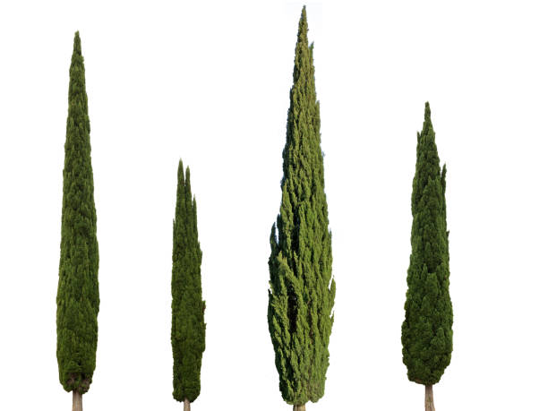 cypress trees isolated on white background Cupressus sempervirens mediterranean cypress trees isolated on white background cypress tree stock pictures, royalty-free photos & images