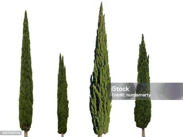Cypress Trees Isolated On White Background Stock Photo - Download Image Now - Cypress Tree, White Background, Tree