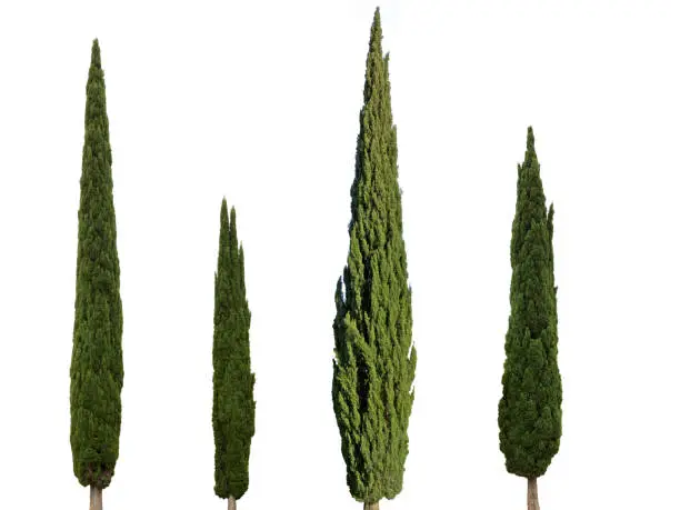 Photo of cypress trees isolated on white background