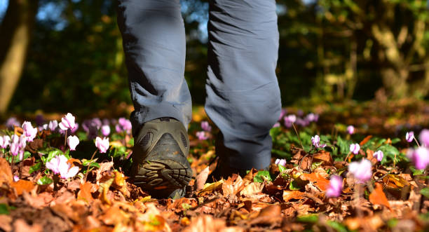 istock Walking amongst small flowers in a sunny wood 1057942676