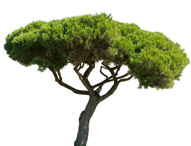 mediterranean stone pine isolated on white background stock photo