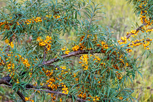 Hippophae is a genus of sea buckthorns, deciduous shrubs in the family Elaeagnaceae. It is also referred to as sandthorn, sallowthorn, or seaberry.