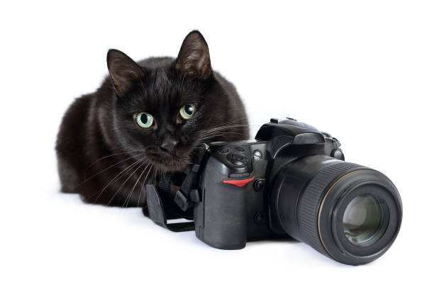 istock Funny black cat is photographer with DSLR camera on white 1057946660