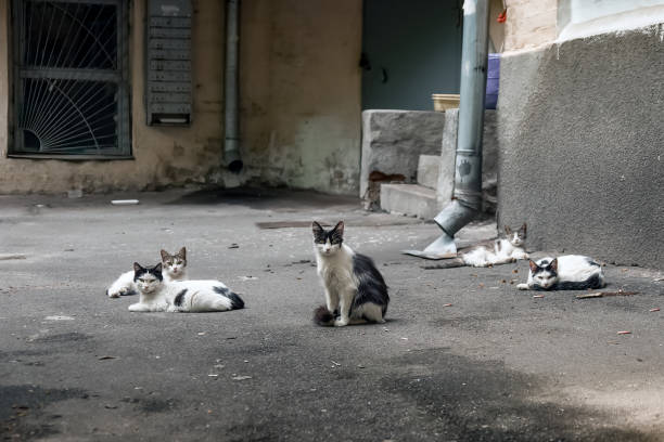 Five street cats Five cats in the backyard of an old house pics for cat staring at wall stock pictures, royalty-free photos & images