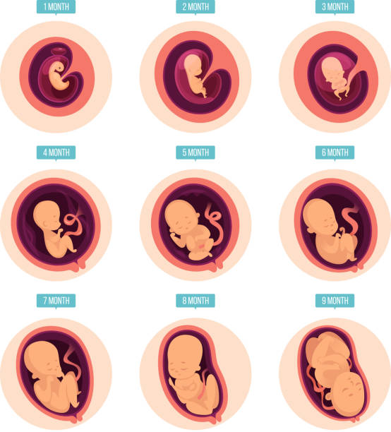 stadien der schwangerschaft. menschliches wachstumshormon phasen embryo ei fruchtbarkeit schwangerschaft entwicklungsstadien vektor infografik bilder - fetus stock-grafiken, -clipart, -cartoons und -symbole