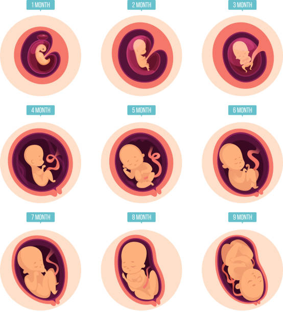 ilustraciones, imágenes clip art, dibujos animados e iconos de stock de etapas del embarazo. etapas del desarrollo humano etapas embrión desarrollo huevo fertilidad embarazo vector imágenes infografía - fetus