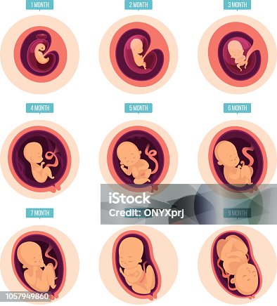 3,434 Pregnant Belly Stages Stock Photos, Pictures & Royalty-Free Images -  iStock