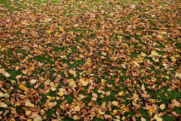 istock Fallen Autumn Leaves in a Scottish Field 1057950234