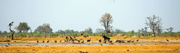 panoramic scene of a sable antelope chasing vultures away, with obvious motion blur - hwange national park imagens e fotografias de stock