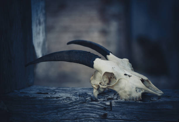 istock goat skull on a night background, halloween from another world 1057964020