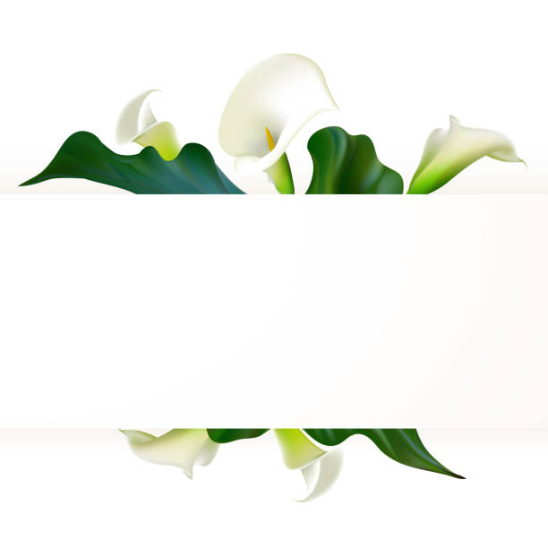 illustrazioni stock, clip art, cartoni animati e icone di tendenza di sfondo floreale. callas. fiori. petali. confine. foglie verdi. motivo floreale. bianco. - bride backgrounds white bouquet