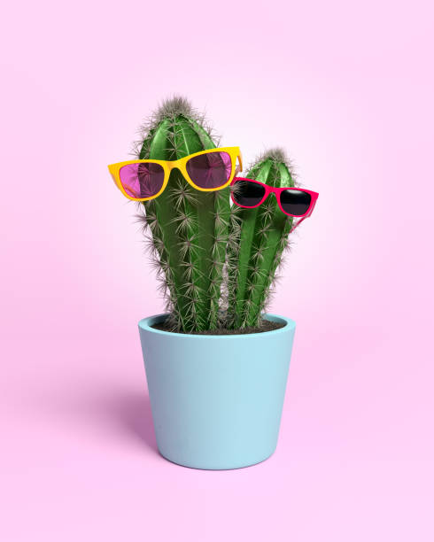 istock Cacti with glasses in flower pot. 1057970772
