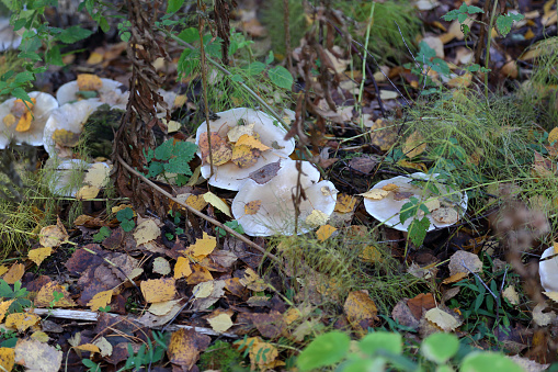 Picturesque fallen leaves lie on autumn ground