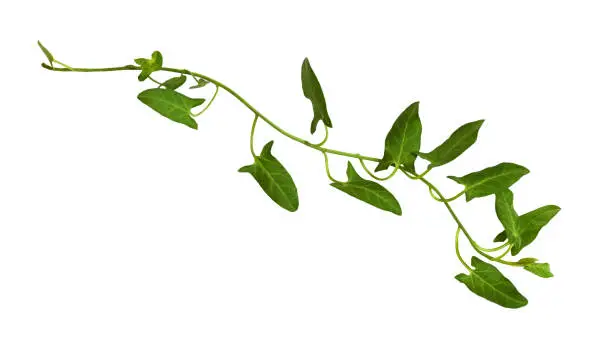 Sprig of fresh bindweed with green leaves isolated on white