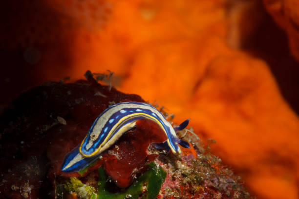 istock Sea life Nudibranch Underwater beauty 1057974528
