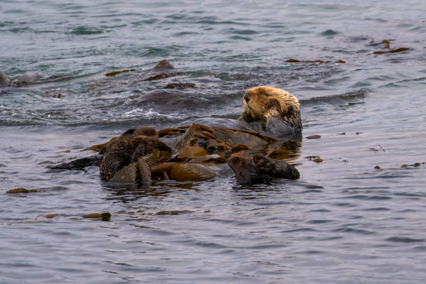 istock California Sea Otter (Enhydra lutris nereis) wrapped in kelp 1057975078