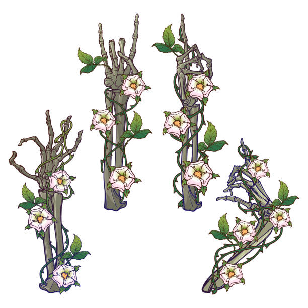 .Set of skeleton hands with various gestures decorated with dog-rose garlands. Colored linear drawing isolated on white background. .Set of skeleton hands with various gestures decorated with dog-rose garlands. Colored linear drawing isolated on white background. EPS10 vector illustration clip art of a dead rose stock illustrations