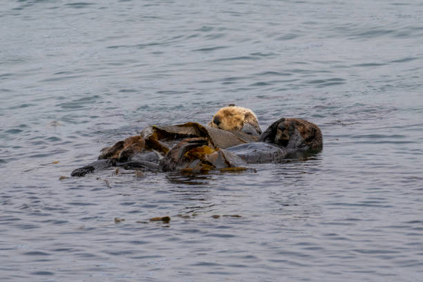 California Sea Otter (Enhydra lutris nereis)