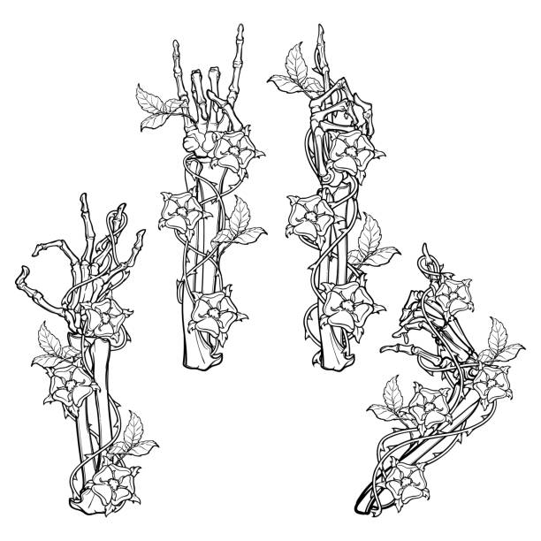 .Set of skeleton hands with various gestures decorated with dog-rose garlands. Colored linear drawing isolated on white background. .Set of skeleton hands with various gestures decorated with dog-rose garlands. Colored linear drawing isolated on white background. EPS10 vector illustration clip art of a dead rose stock illustrations