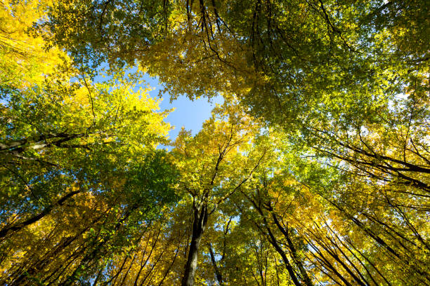 istock yellow leafage on blue sky in autumn 1057981052