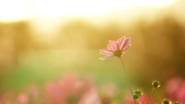 istock Cosmos, Hyogo, Japan 1057981126