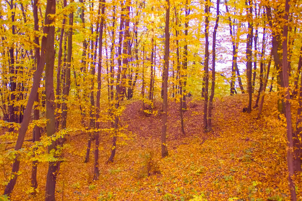 autumn park forest yellow leaves