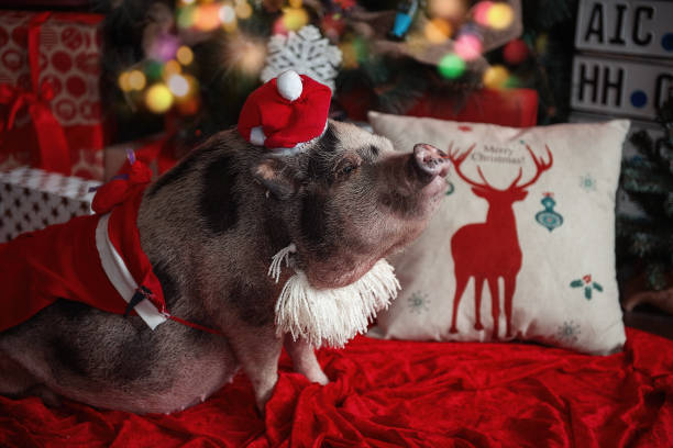 istock symbol of the year 1057982918
