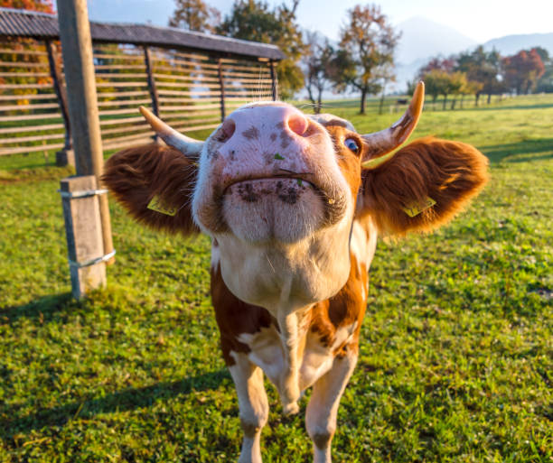 istock Cow in Slovenia 1057984336