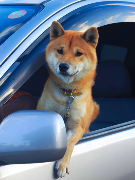 Shiba inu dog looking out of car side window Shiba inu dog looking out of car side window japanese akita stock pictures, royalty-free photos & images