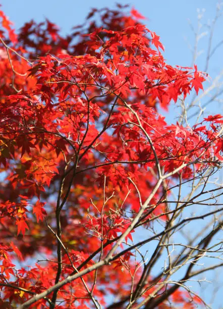 Japanese maple leaves taken at The Philosopher's Walk in Kyoto during Autumn