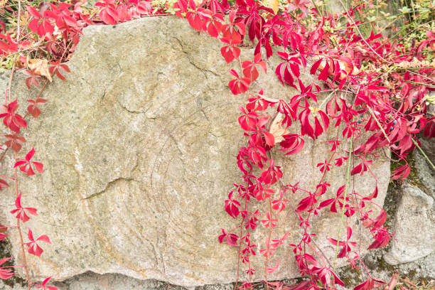 istock Autumn texture. Stone wall twined with ivy. 1057984904