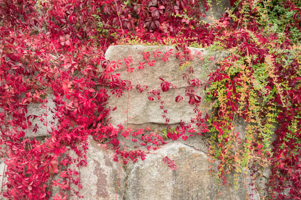 istock Autumn texture. Stone wall twined with ivy. 1057984964