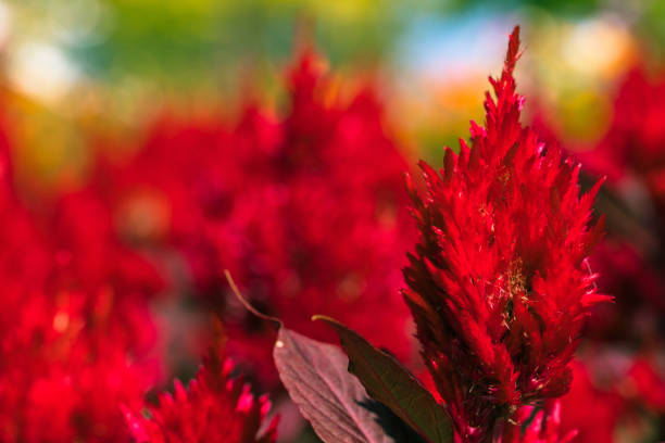 istock red flower in the park 1057985164