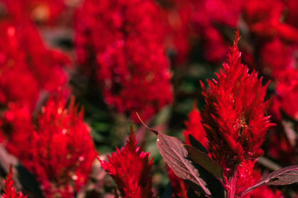 istock red flower in the park 1057985196