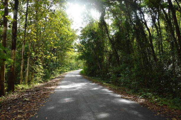 istock perspective local road to forest 1057985594
