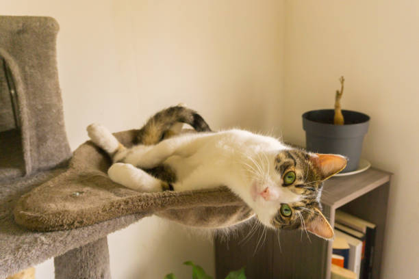 cat is looking on the cattree