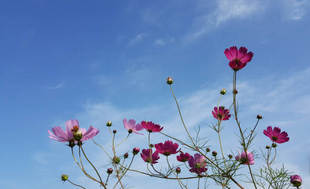 istock cosmos flower in the blue autumn sky 1057989944