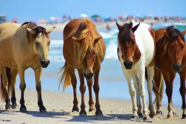 Wild horses walking on the beach on Assateague Island