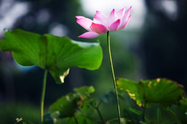 istock beautiful lotus flower blooming with green background. 1057996632