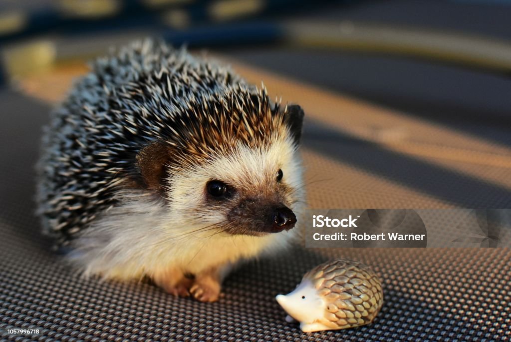 Hedgehog Hedgehog hanging out and soaking up the sun Exotic Pets Stock Photo