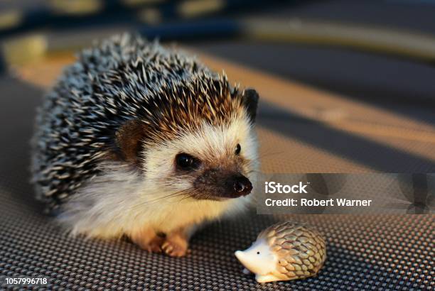 Hedgehog Stock Photo - Download Image Now - Exotic Pets, Animal, Animal Wildlife