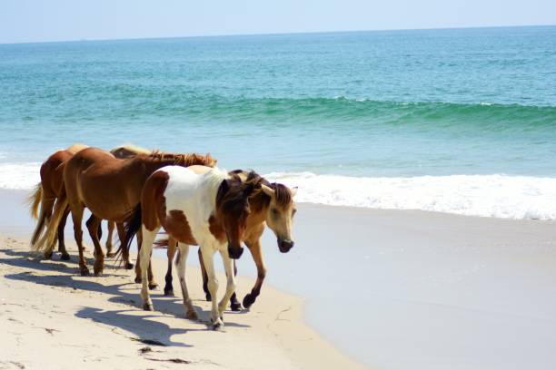 istock Wild Horses on the beach (2) (Assateague Island) 1057997762