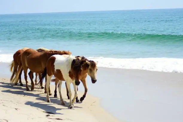 Wild horses walking along the shoreline on Assateague Island