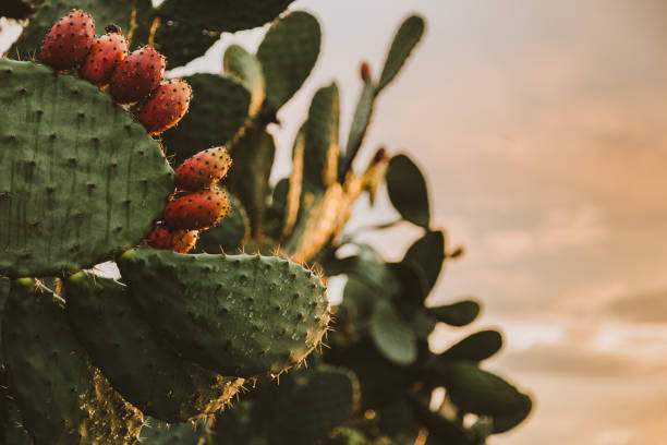 gros plan d’une figue de barbarie - cactus flower prickly pear cactus prickly pear fruit photos et images de collection