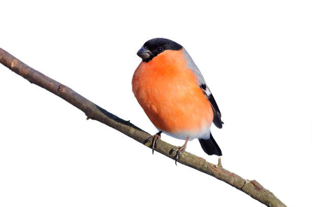 istock Eurasian (common) bullfinch (Pyrrhula pyrrhula) sitting on a branch (isolated on a white background). 1058001890