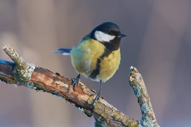 istock Great tit (Parus major) with a crooked beak sits on a branch in the forest (good morning light). 1058001934
