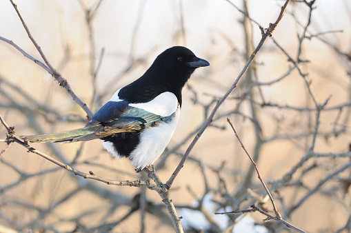 Eurasian magpie (Pica pica) sits on a branch of a wild apple tree.