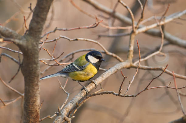 istock Great tit (Parus major) sits on a branch in the spring forest, rejoicing that it has lived to spring. 1058002036